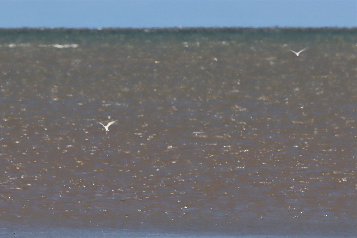 Little Tern - ML549403091