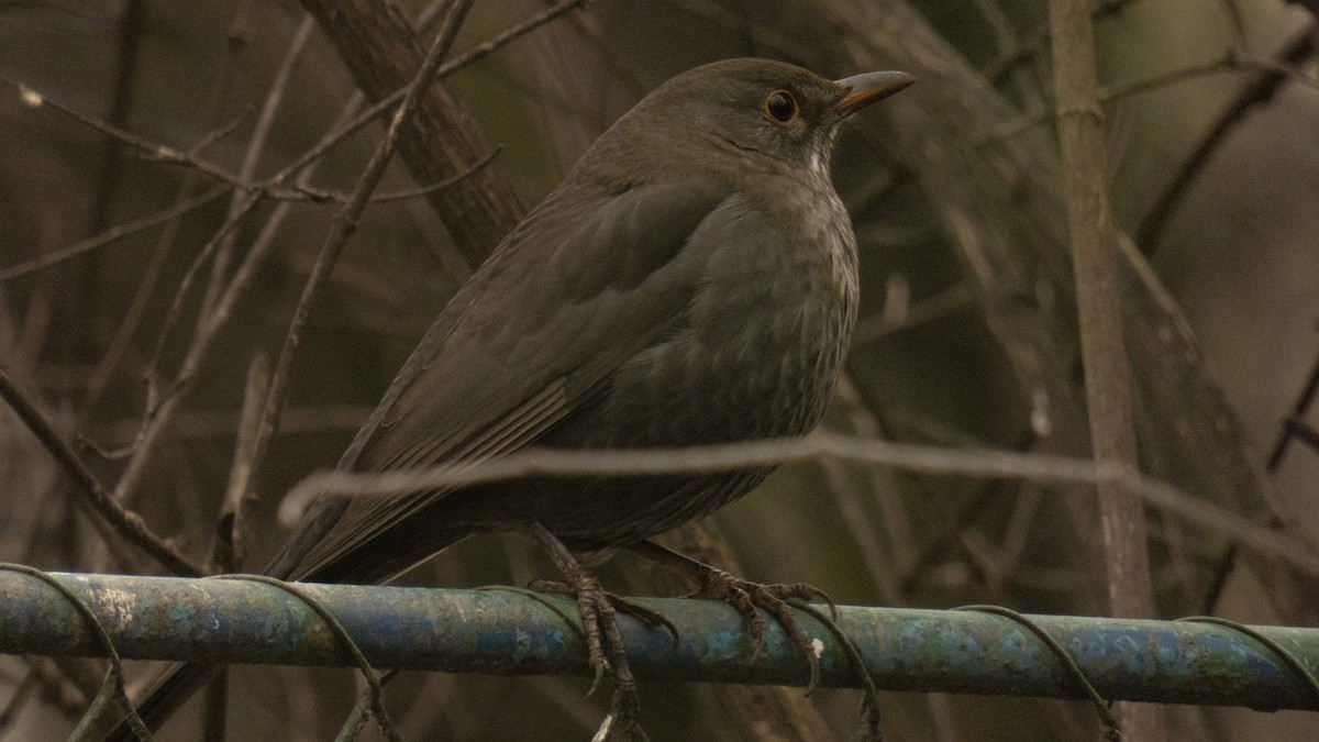 Eurasian Blackbird - constantin georgian