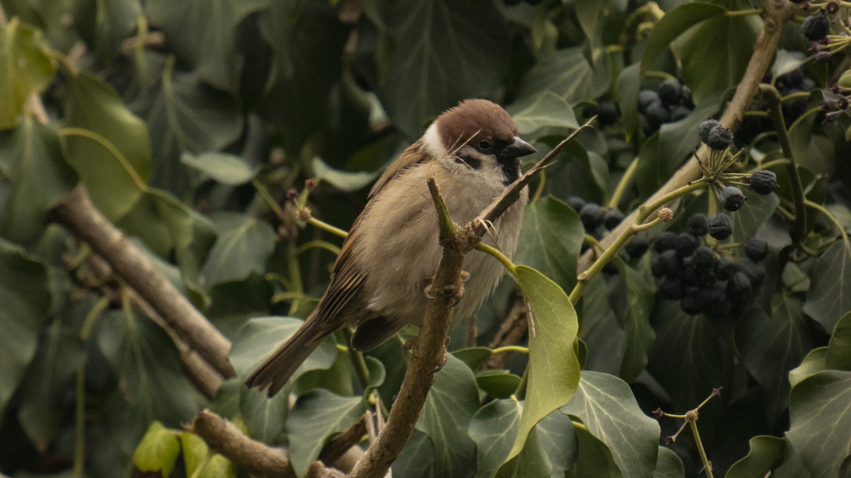 Eurasian Tree Sparrow - constantin georgian