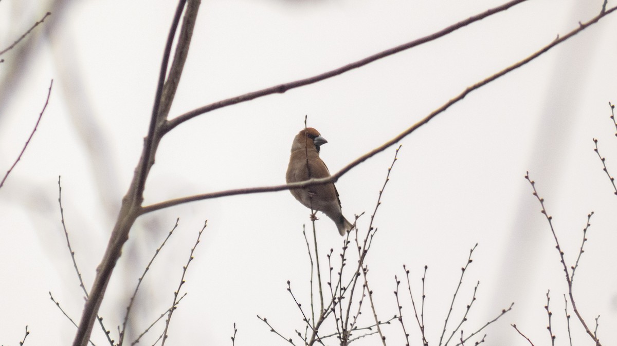 Hawfinch - constantin georgian