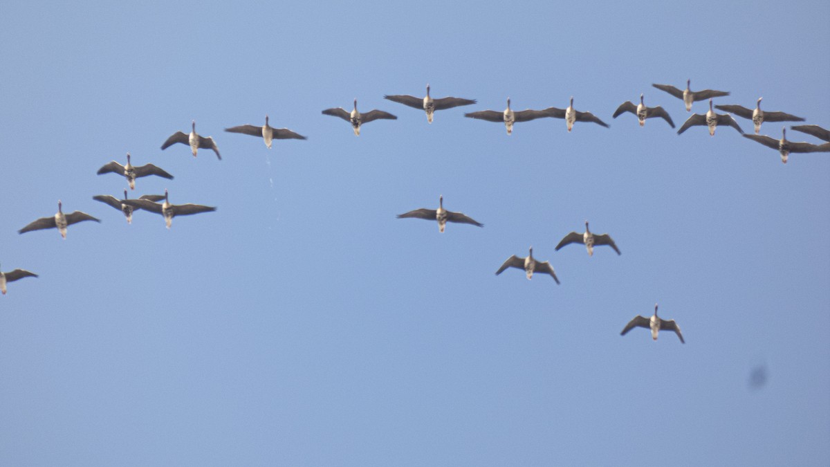 Greater White-fronted Goose - constantin georgian