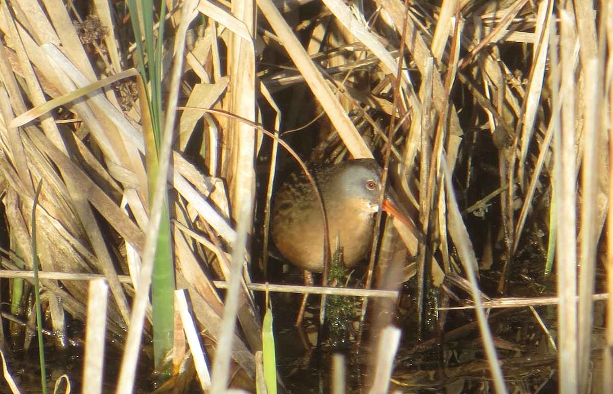 Virginia Rail - Don Heitzmann