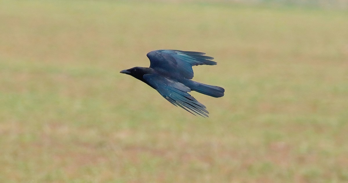 American Crow - Mark  Ludwick