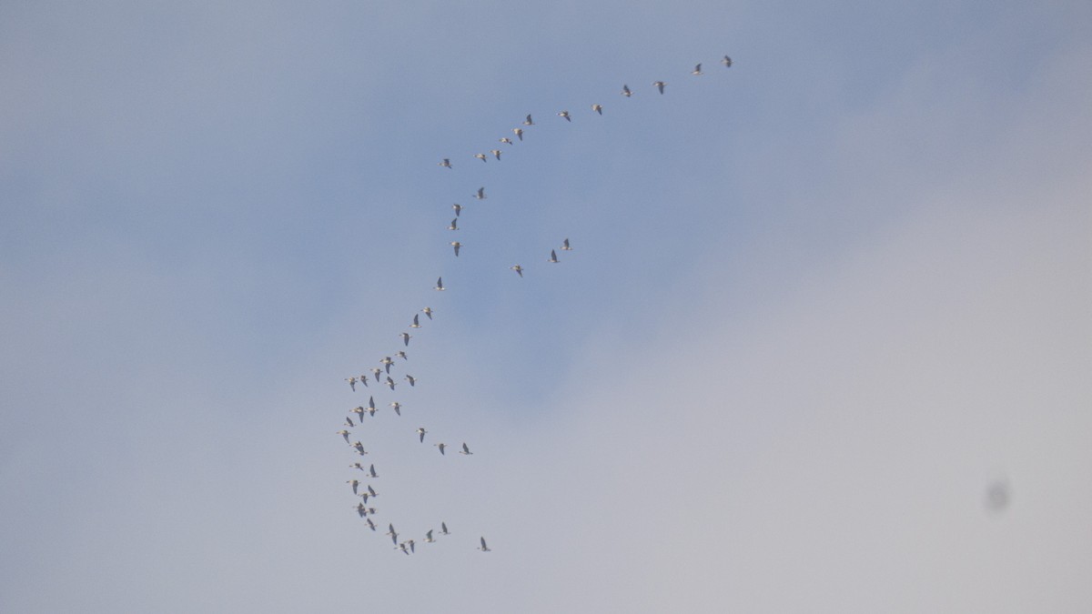 Greater White-fronted Goose - constantin georgian