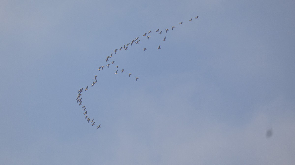 Greater White-fronted Goose - constantin georgian