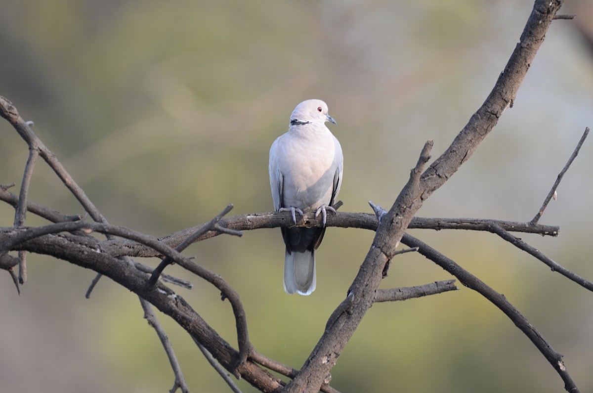 Eurasian Collared-Dove - Rajesh Mangal