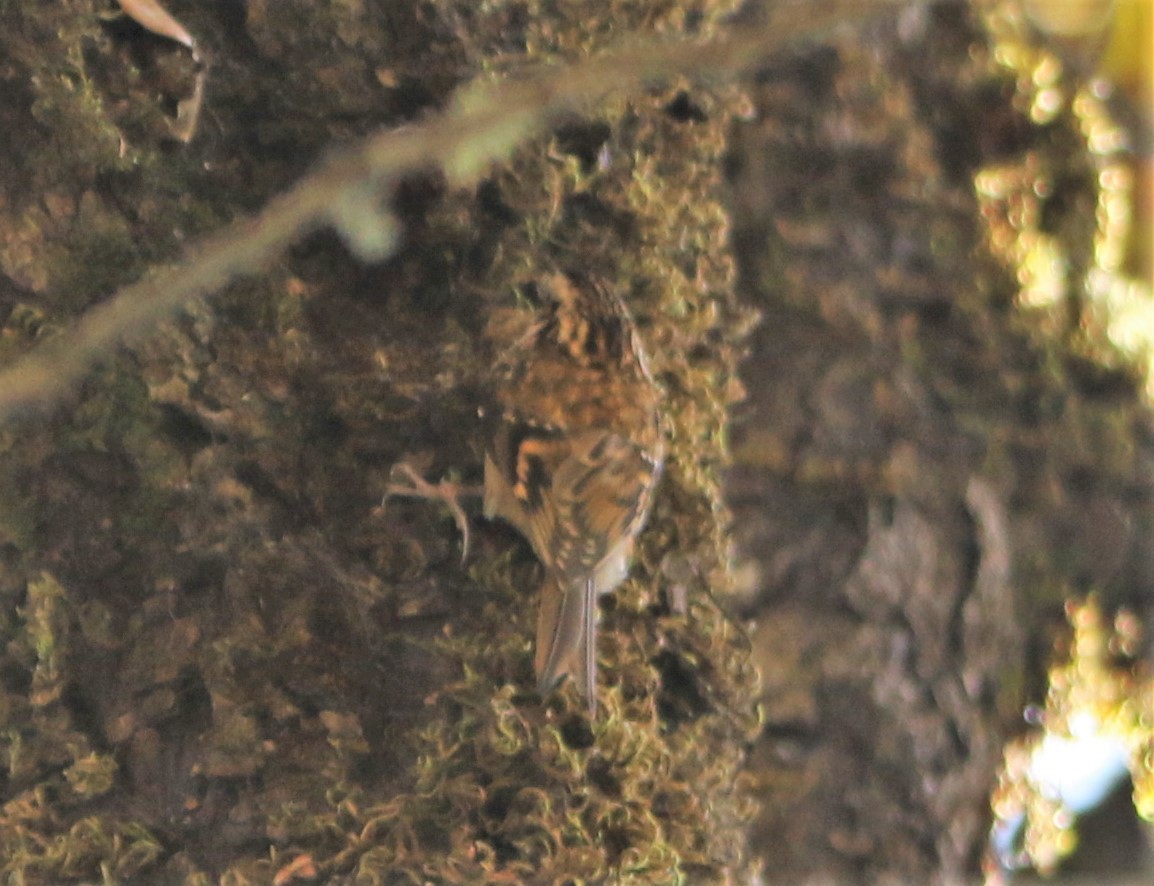 Hodgson's Treecreeper - ML549411441