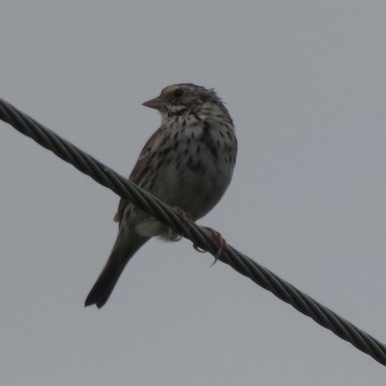 Savannah Sparrow - ML549412641
