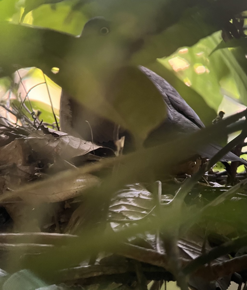 holub šedohlavý (ssp. plumbeiceps/notia) - ML549413331