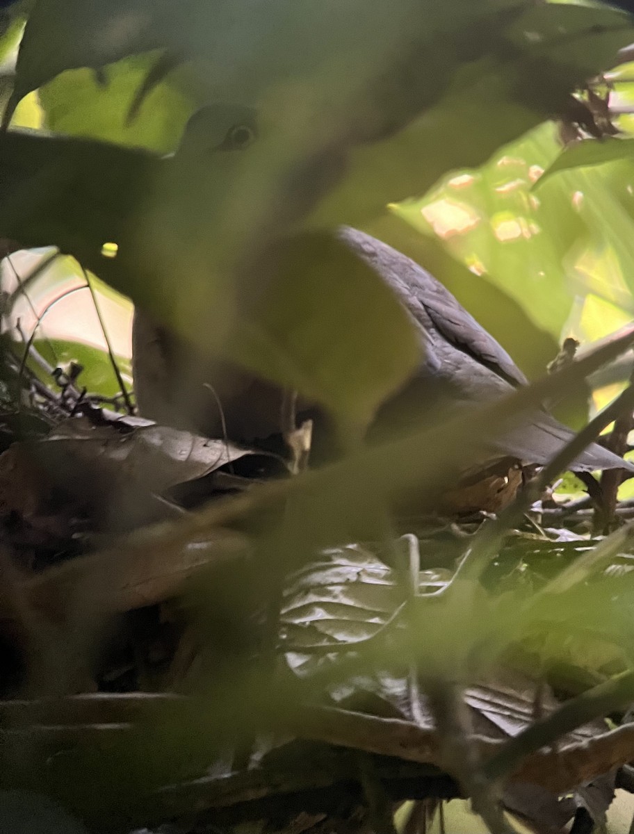 Gray-headed Dove (Gray-headed) - ML549413341