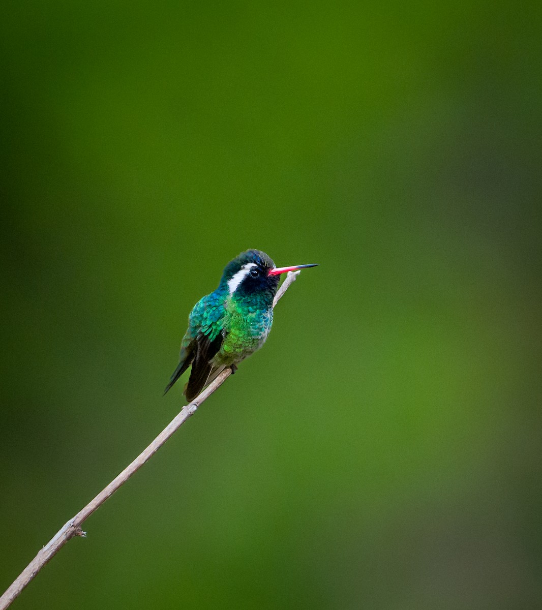 White-eared Hummingbird - ML549413661