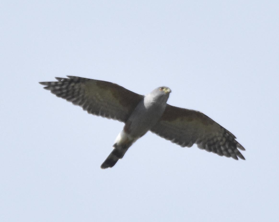 Double-toothed Kite - ML54941431