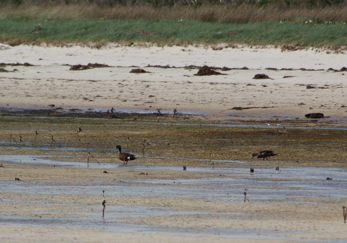 Chestnut Teal - ML549415391