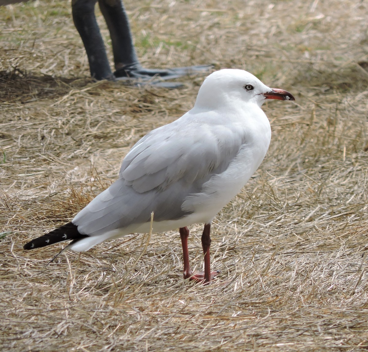 Gaviota Plateada - ML549415831