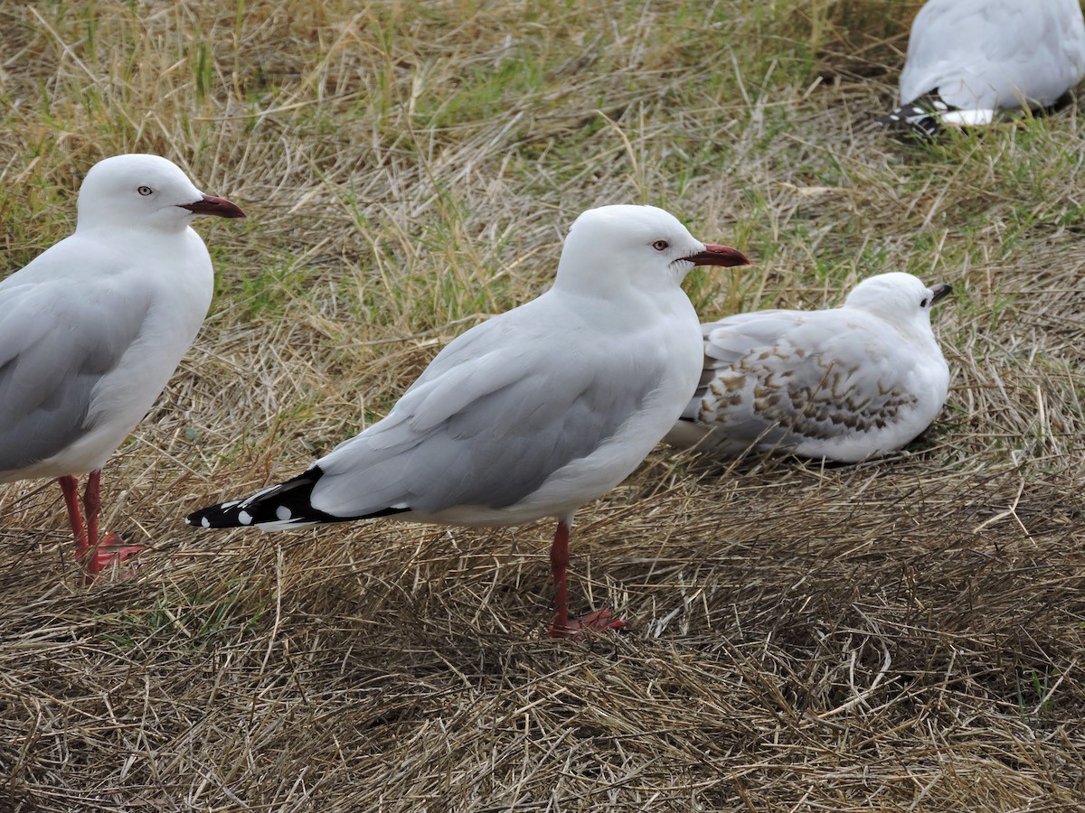 Mouette argentée - ML549416101