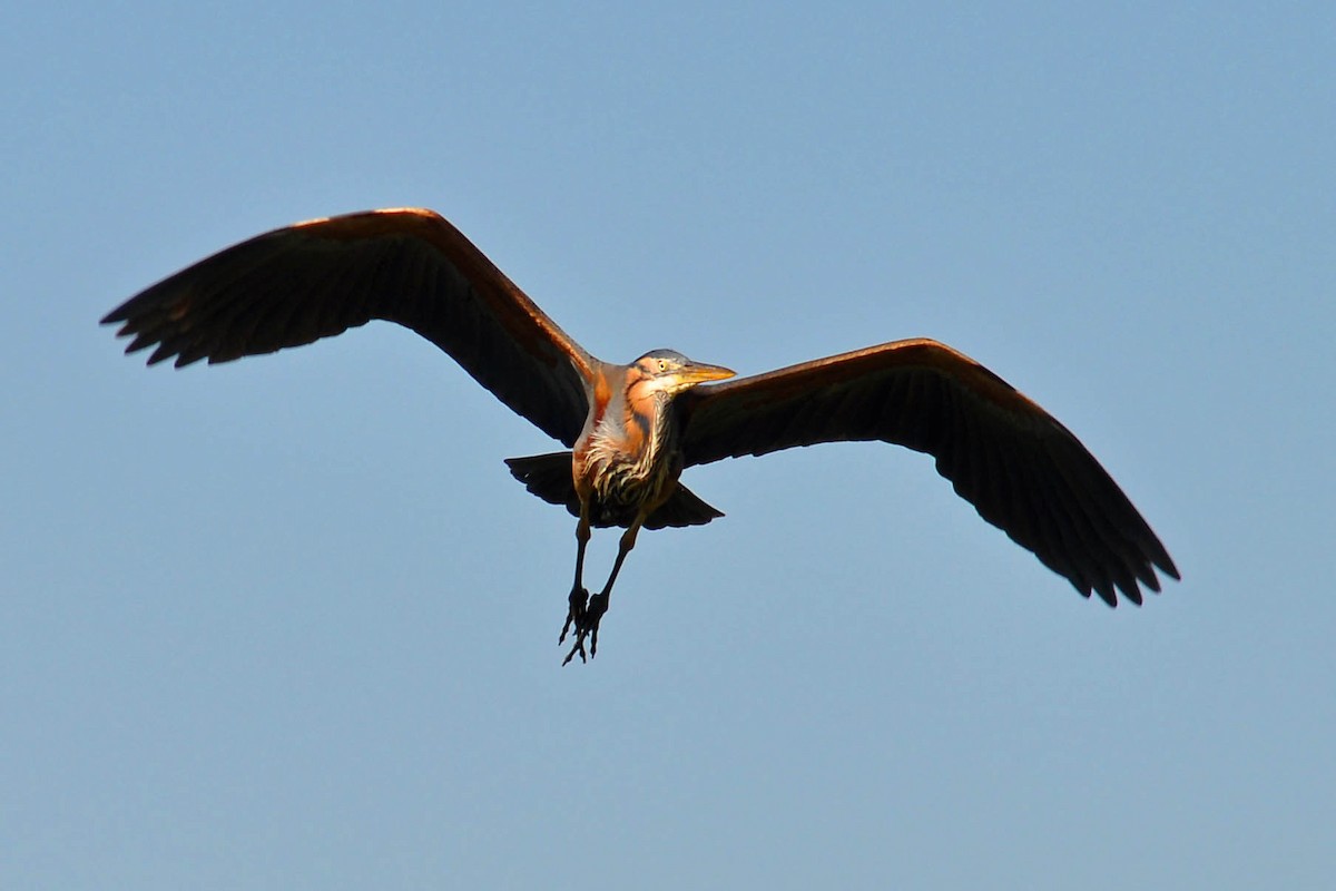 Purple Heron - ML549416511