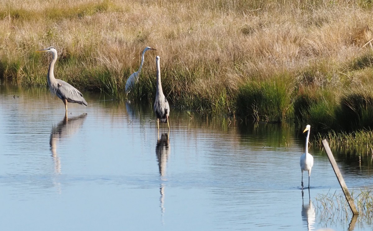 Great Blue Heron - ML549416681