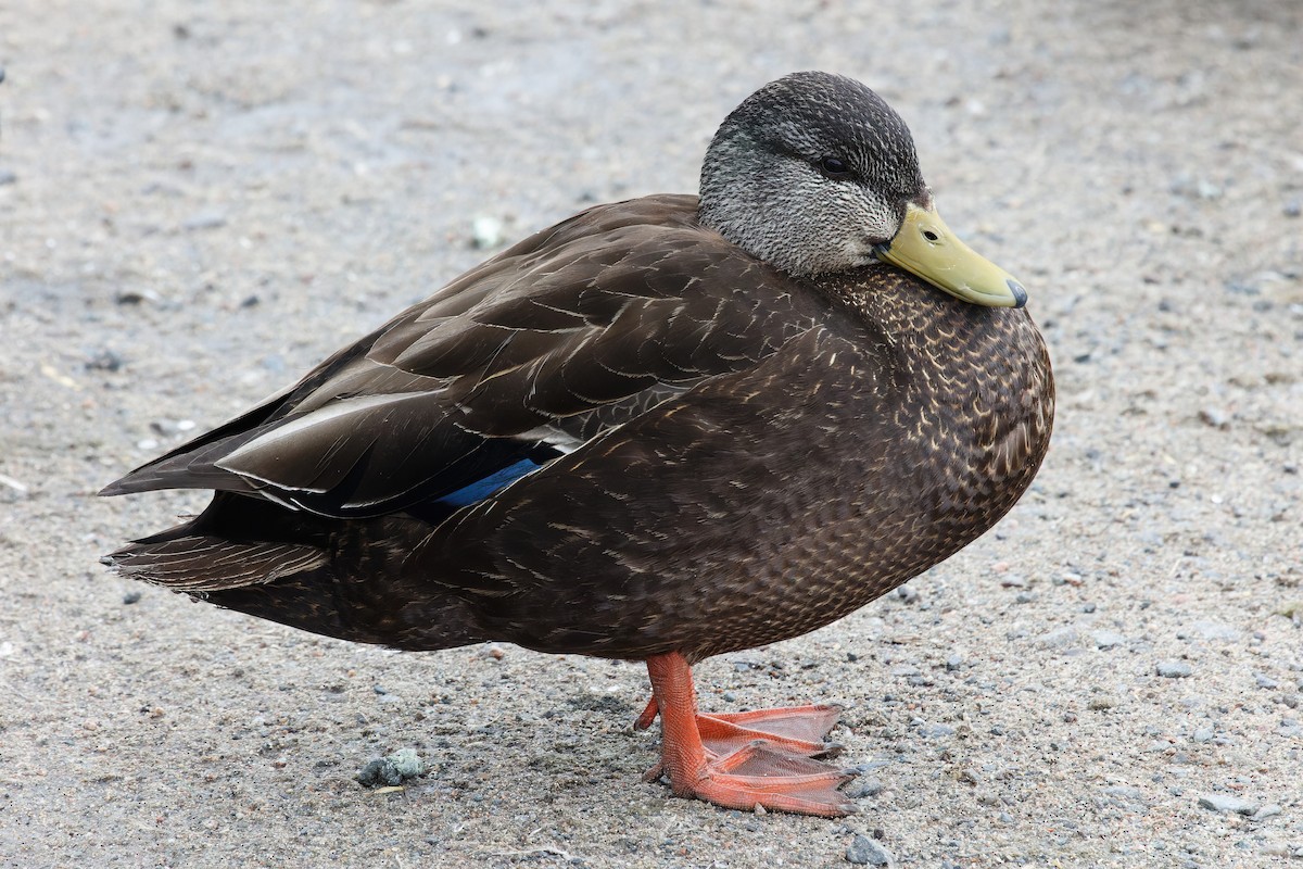 American Black Duck - ML549416701