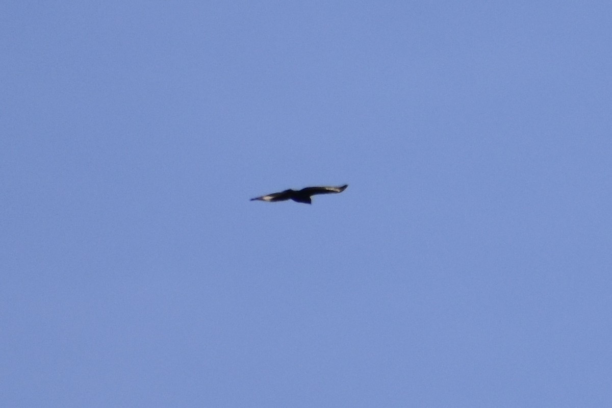 Long-crested Eagle - ML549417421