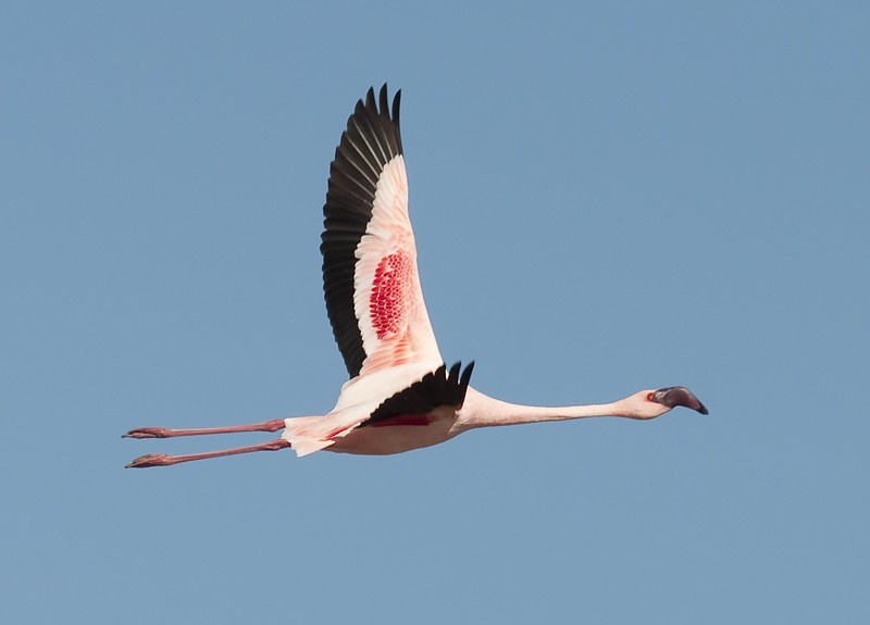 Lesser Flamingo - ML549417561