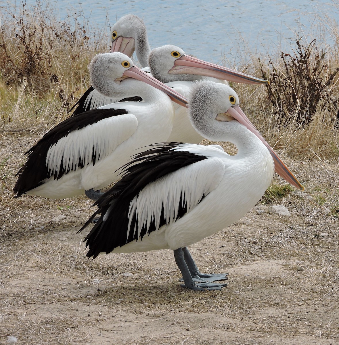 Australian Pelican - Margaret Reine