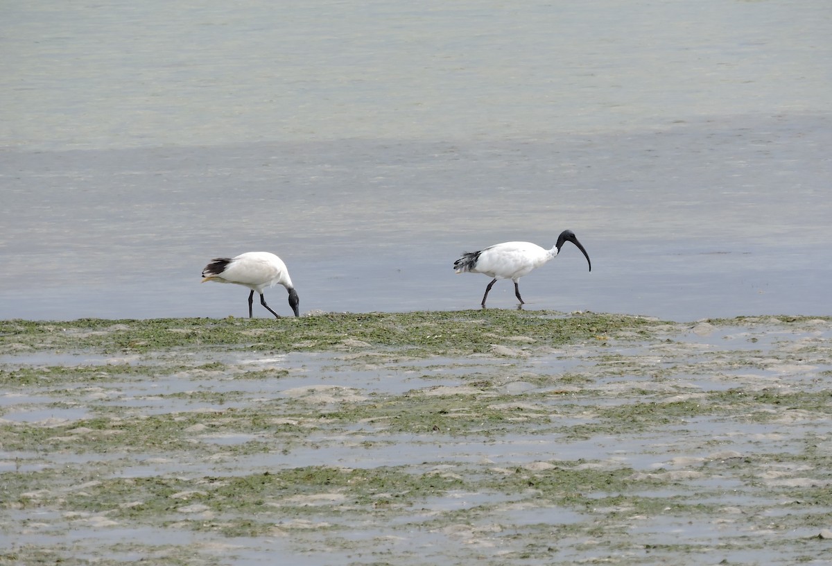 Ibis à cou noir - ML549418171