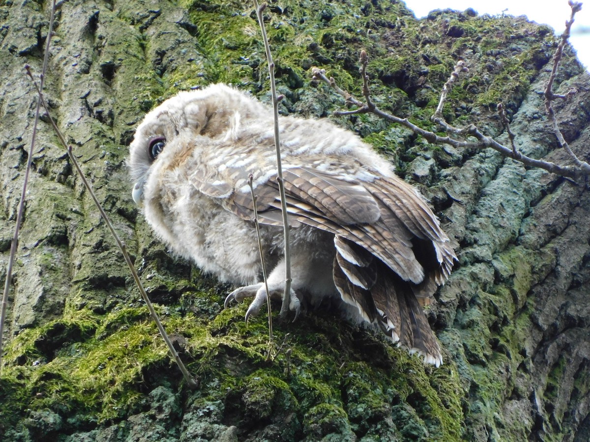 Tawny Owl - Dennis op 't Roodt