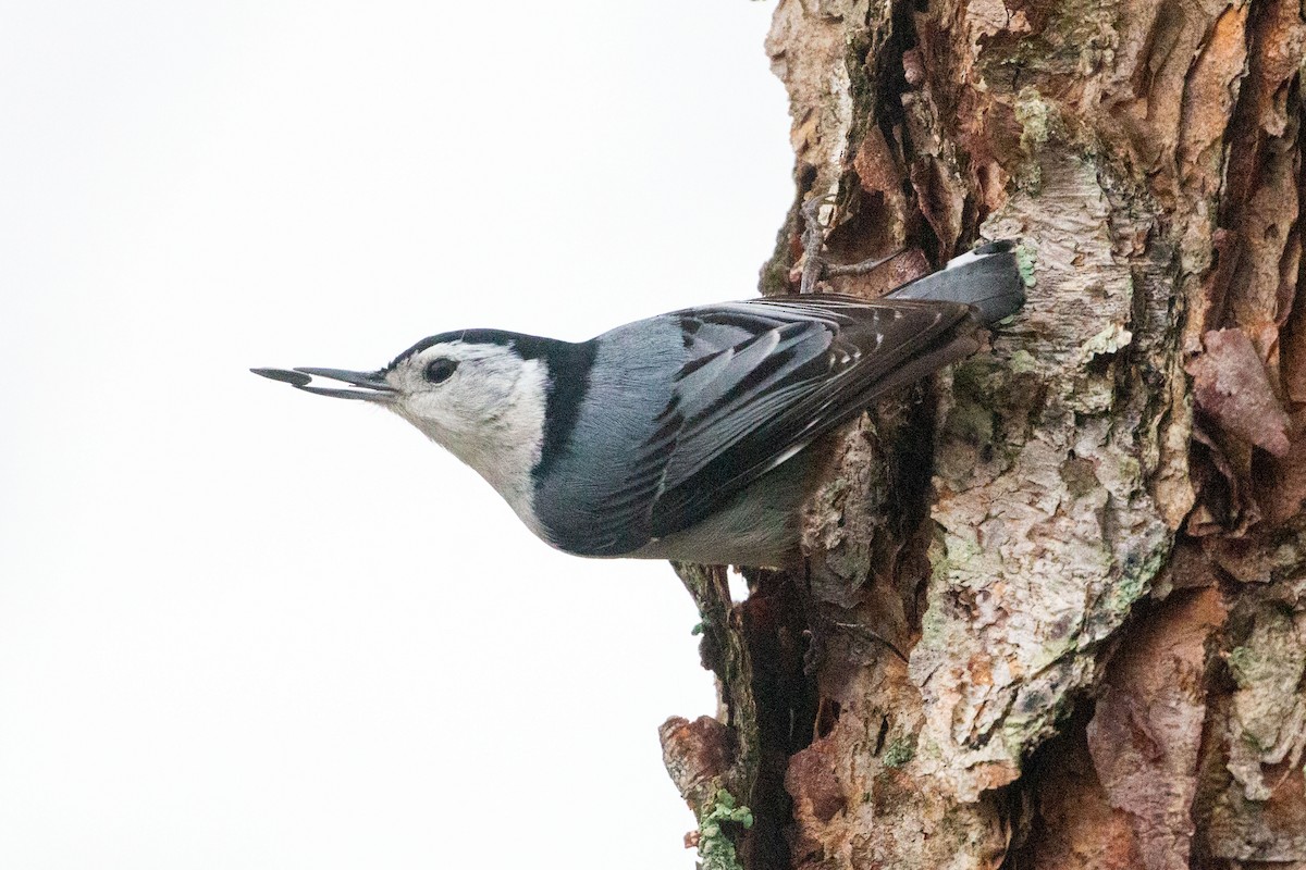 White-breasted Nuthatch - Steve Metchis