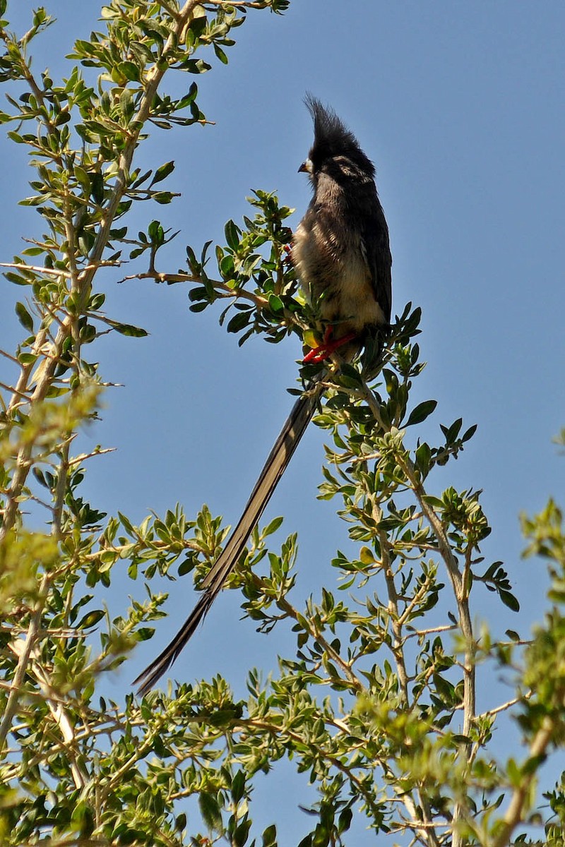 White-backed Mousebird - ML549420231