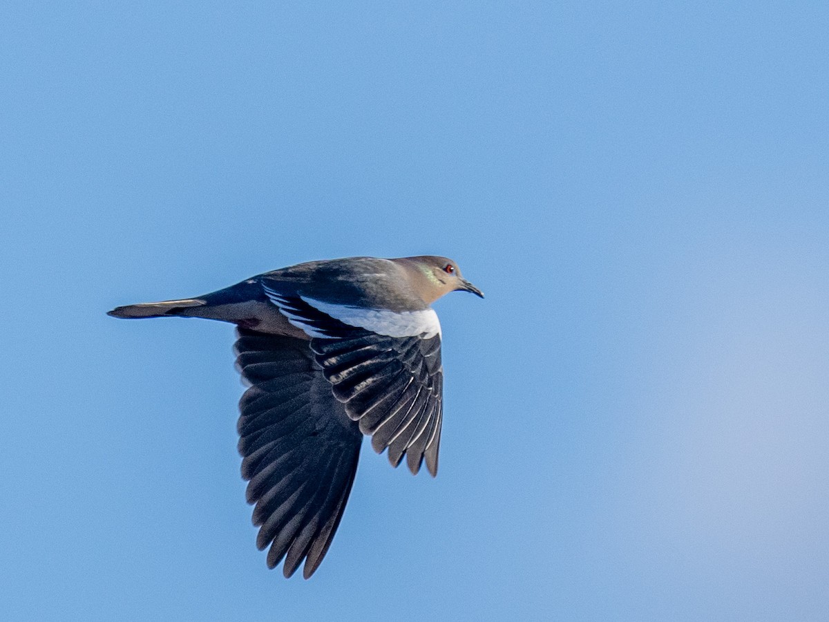 White-winged Dove - Ken Nickerson