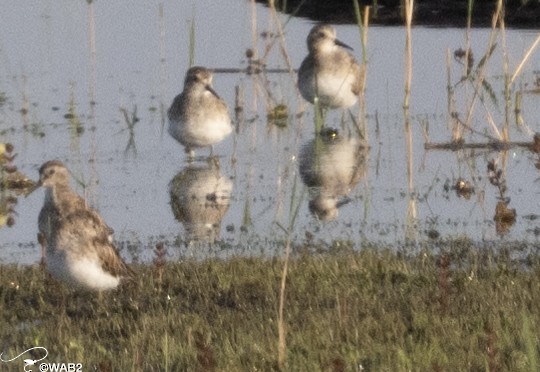 Least Sandpiper - ML549420741