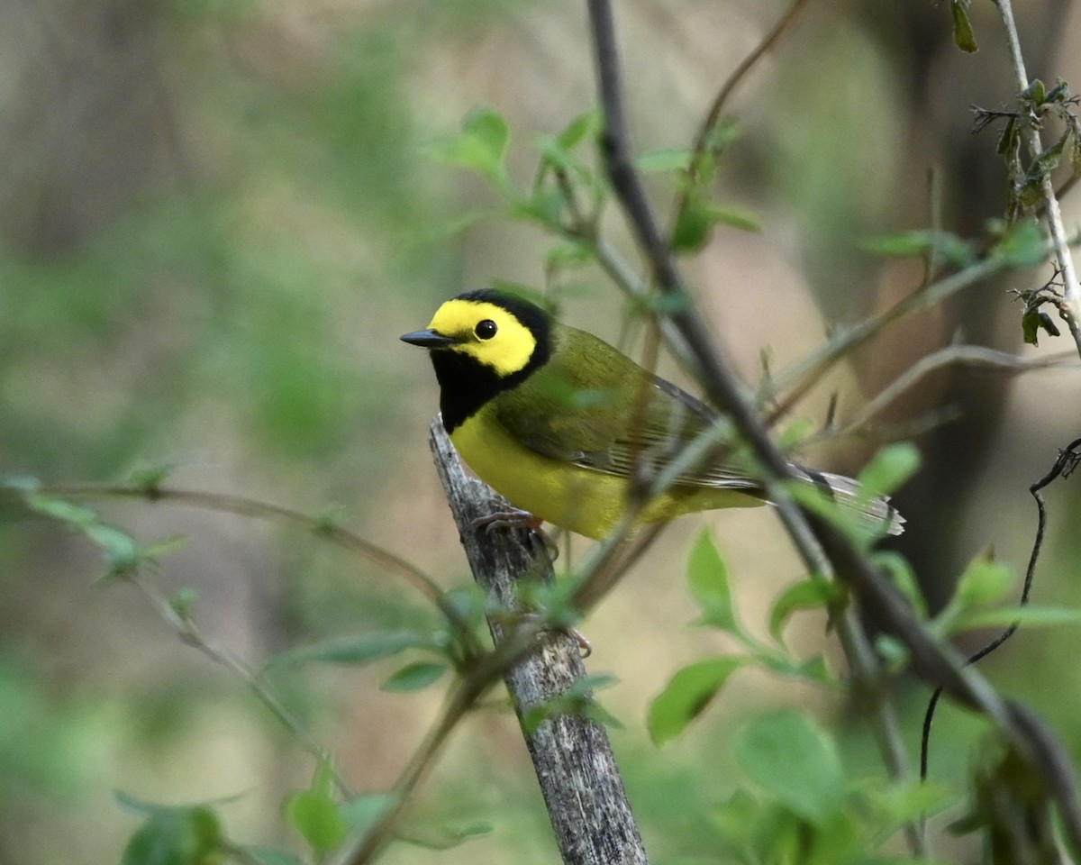 Hooded Warbler - ML549421321