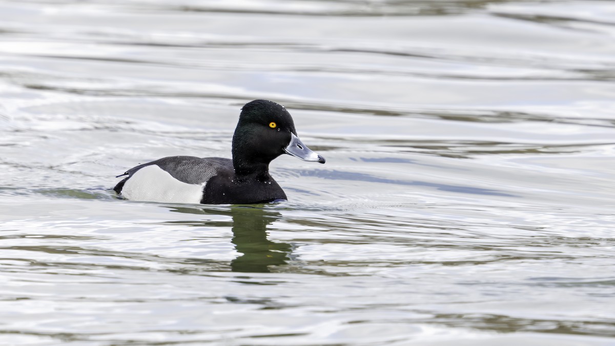 Ring-necked Duck x Greater Scaup (hybrid) - ML549421841