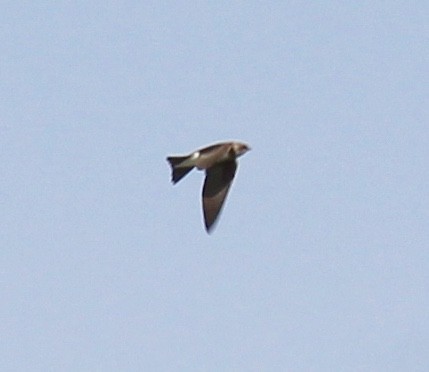 Bank Swallow - ML54942271