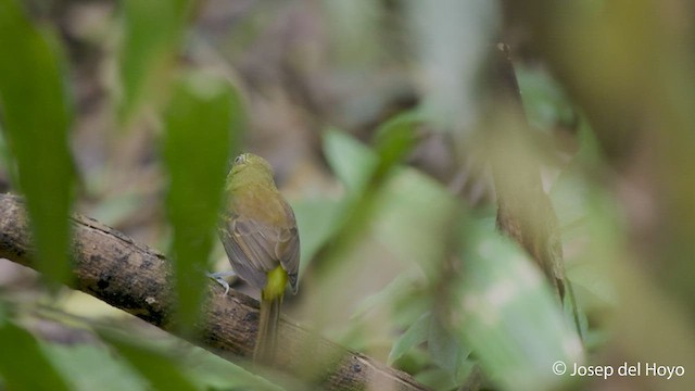 Attila à croupion jaune - ML549422851