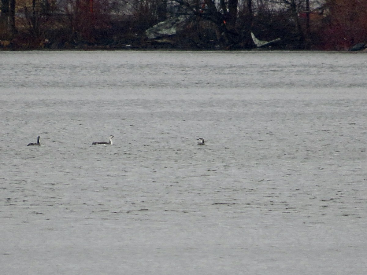 Red-throated Loon - ML549423691