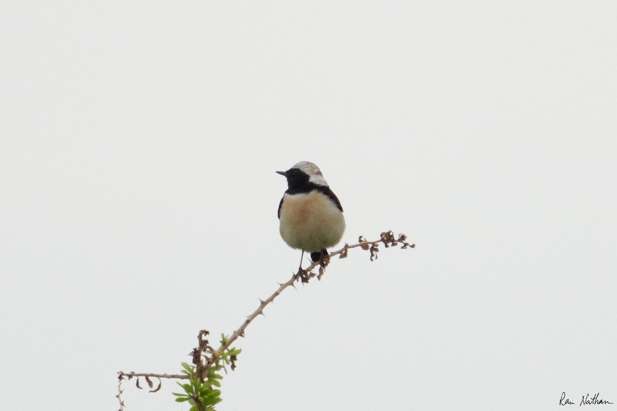 Cyprus Wheatear - ML549423951