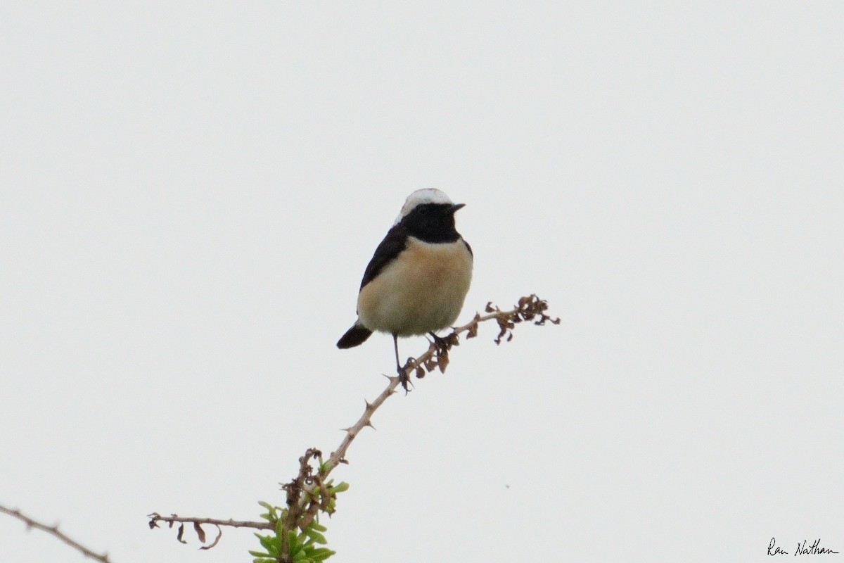 Cyprus Wheatear - ML549423961