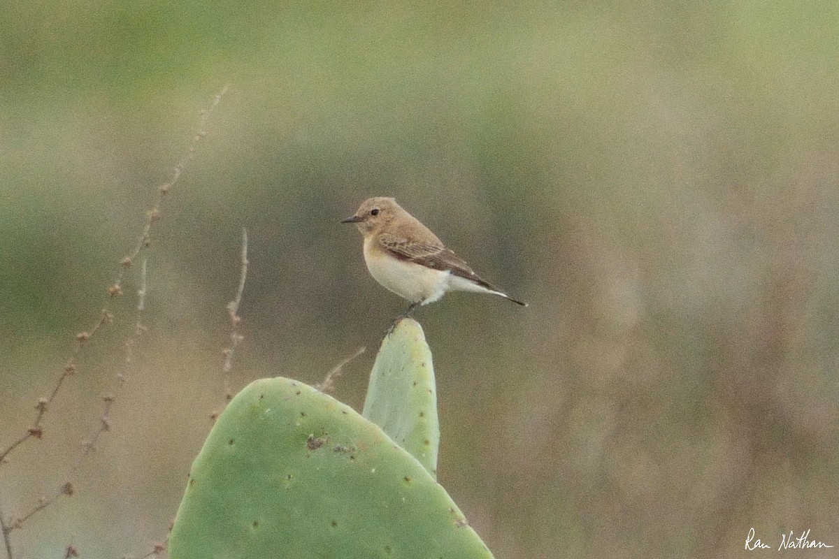 Cyprus Wheatear - ML549424091