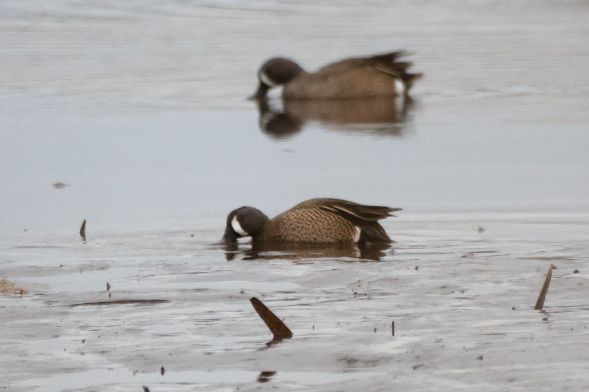 Blue-winged Teal - ML549424251