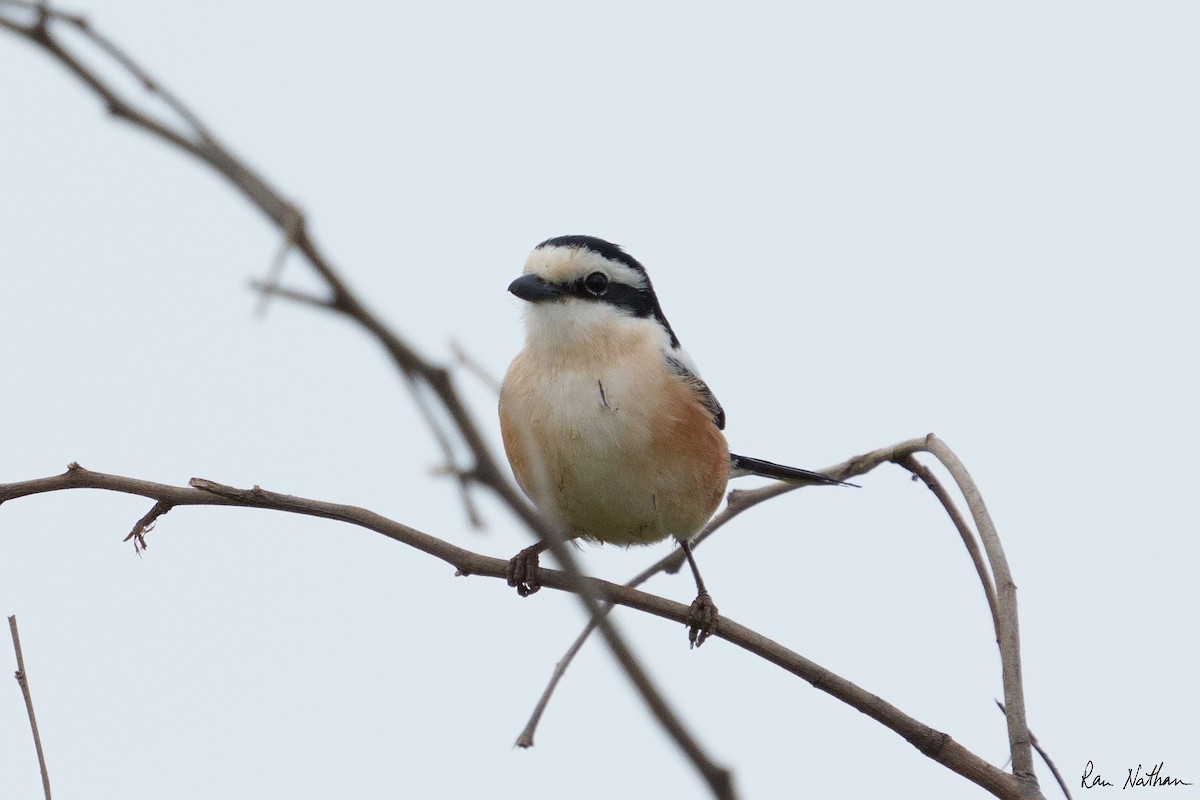 Masked Shrike - ML549424301