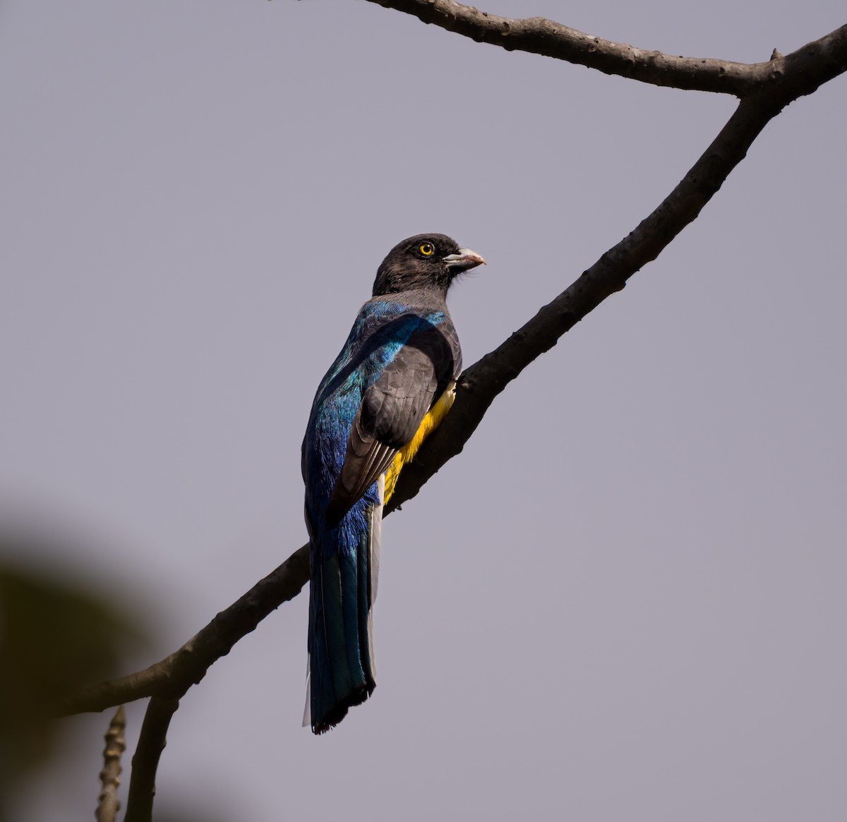 Graukopftrogon - ML549424921