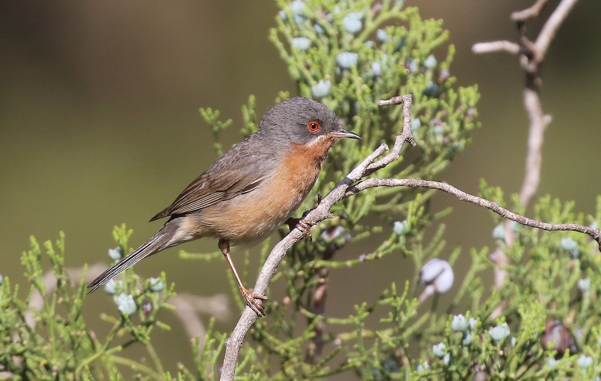 Western Subalpine Warbler - Guillermo Rodríguez