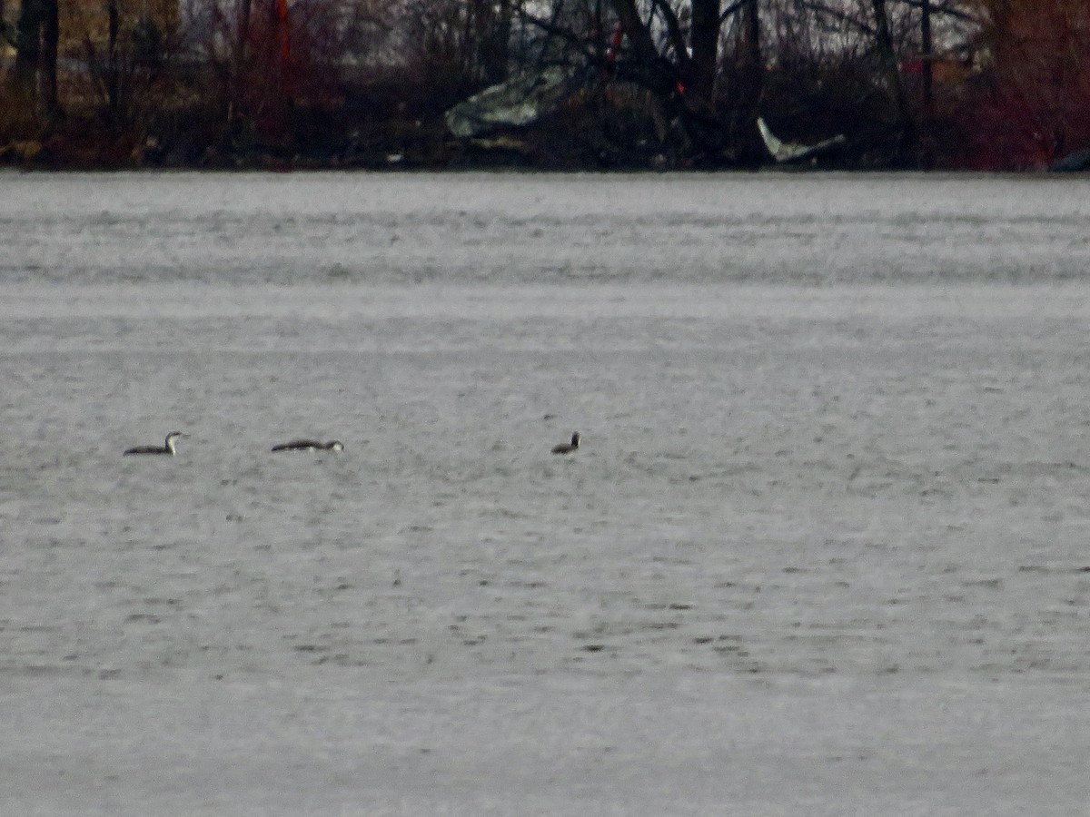 Red-throated Loon - ML549426271