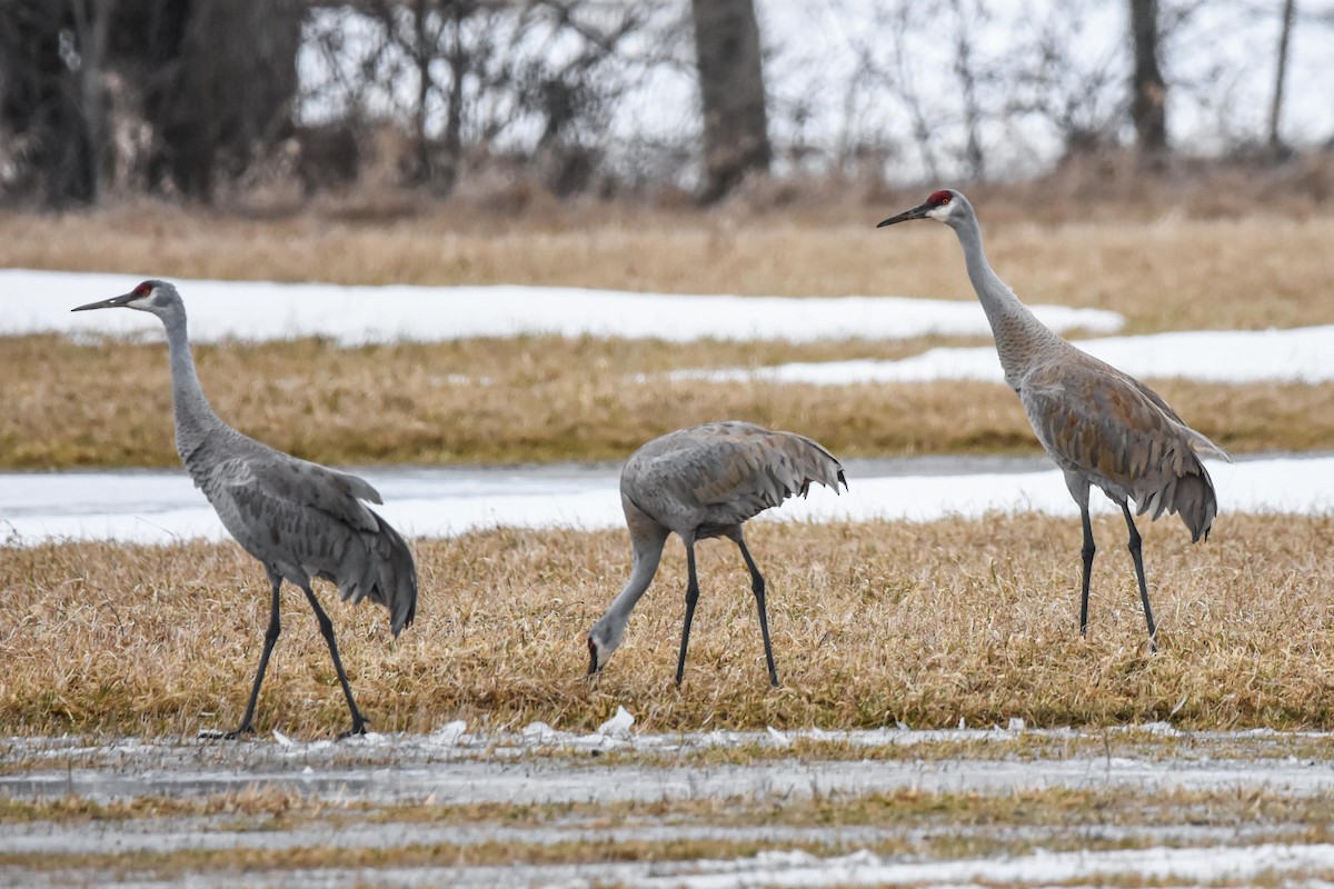 Sandhill Crane - Jacoba Freeman