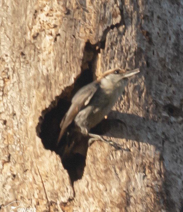 Brown-headed Nuthatch - ML549427491