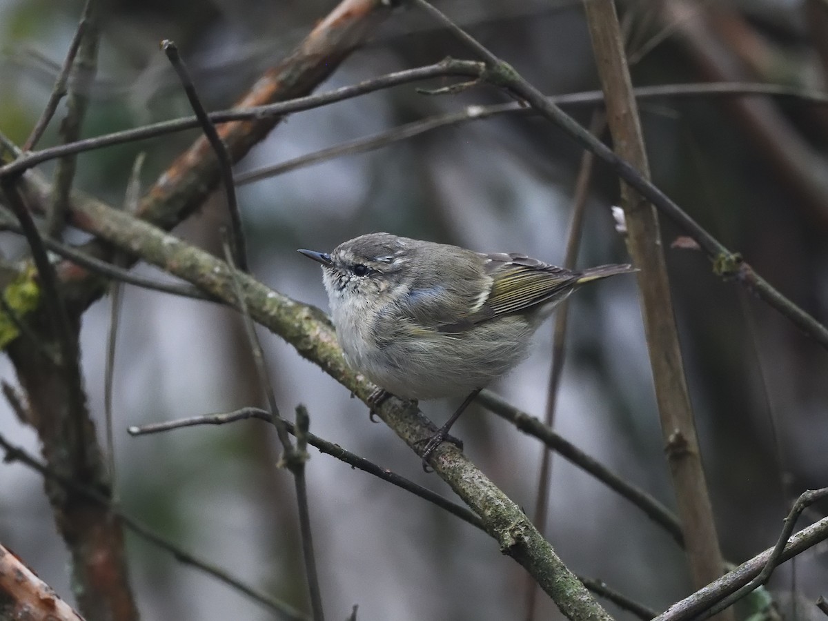 Hume's Warbler - ML549427851