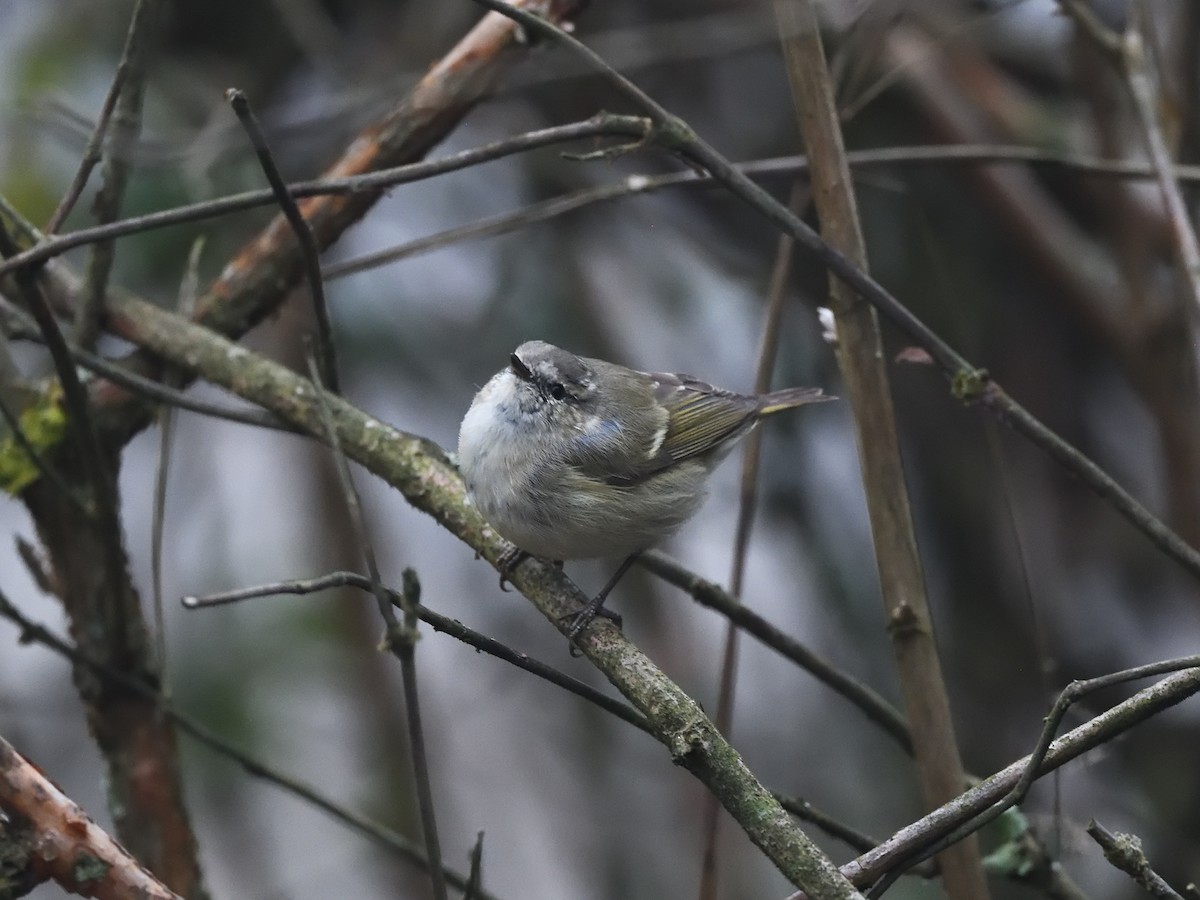 Hume's Warbler - ML549427861