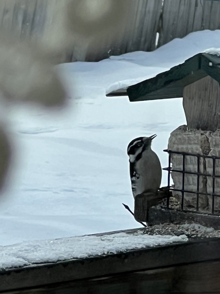 Downy Woodpecker - ML549429091