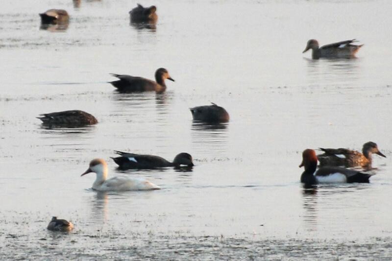 Red-crested Pochard - Chaatak Nature Conservation Society